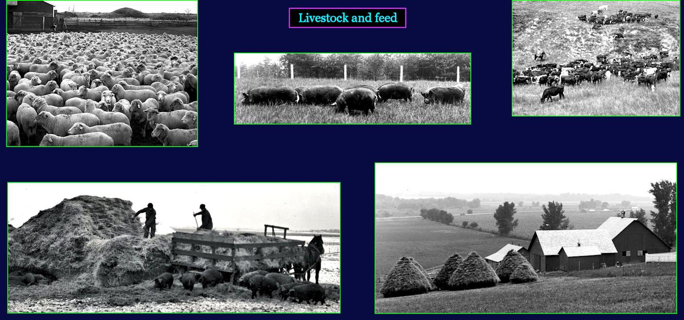 Livestock farming, 1910